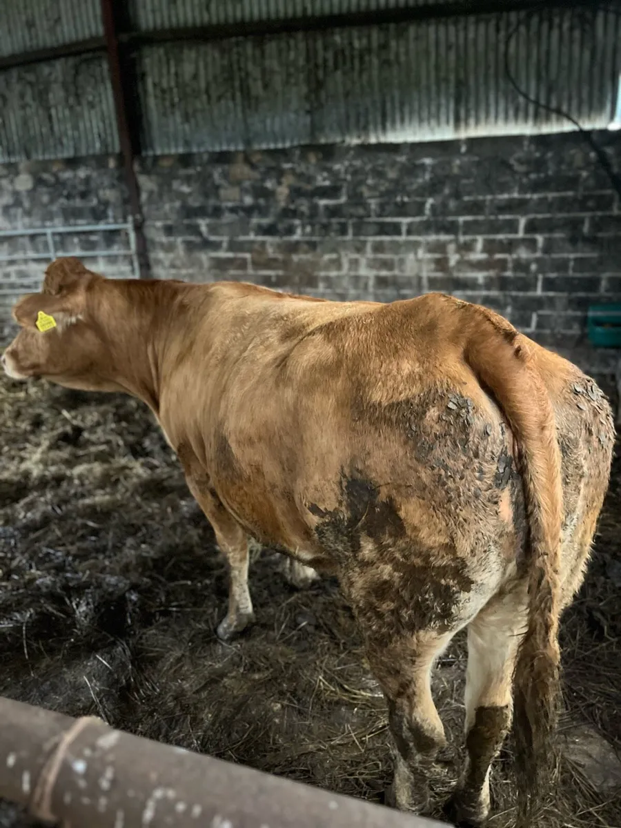 Heifer - Image 2