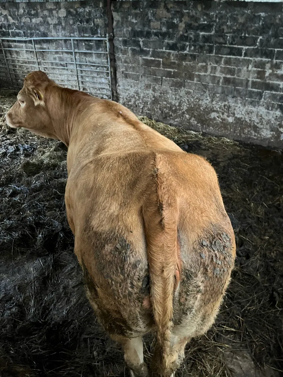 Heifer - Image 3