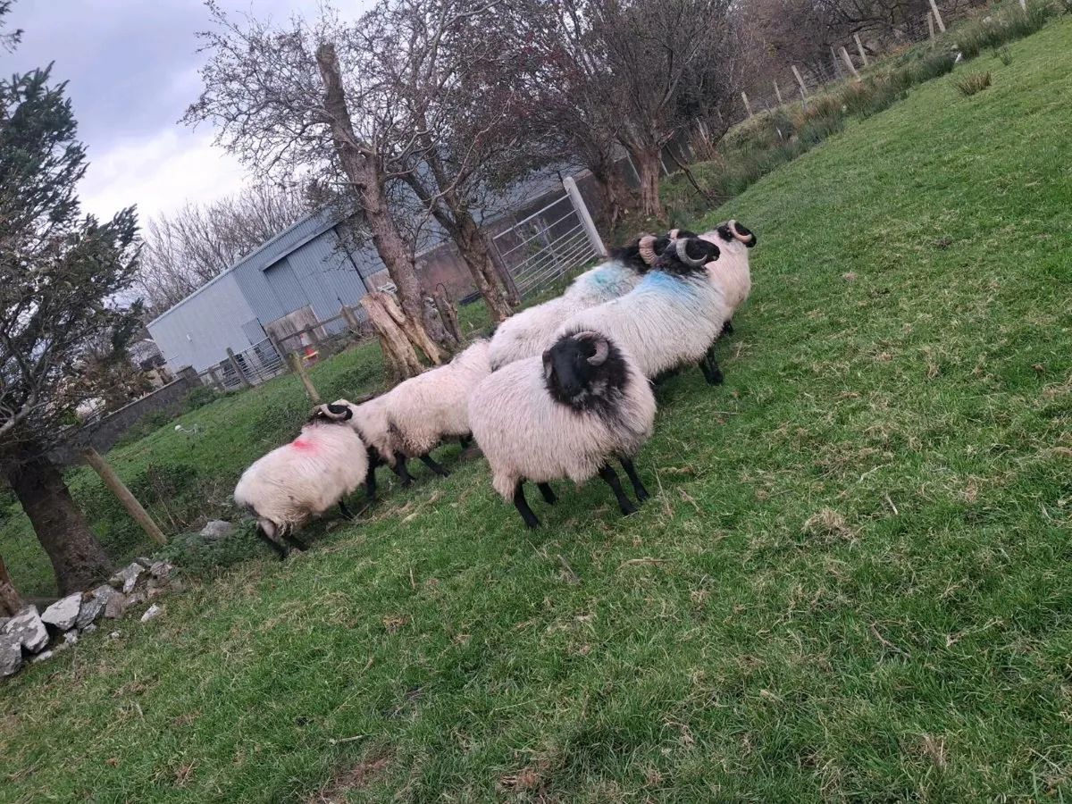 Ram lambs - Image 1
