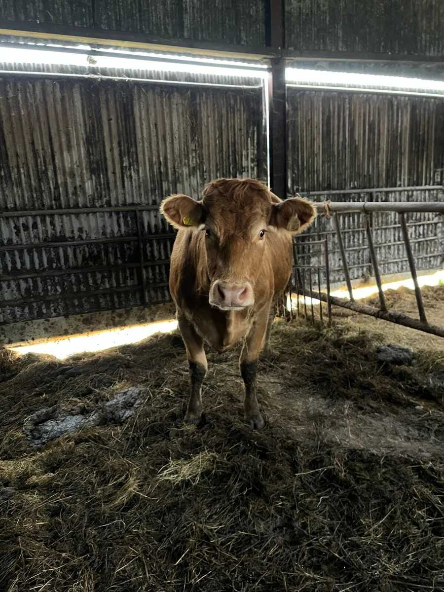 Heifer - Image 4