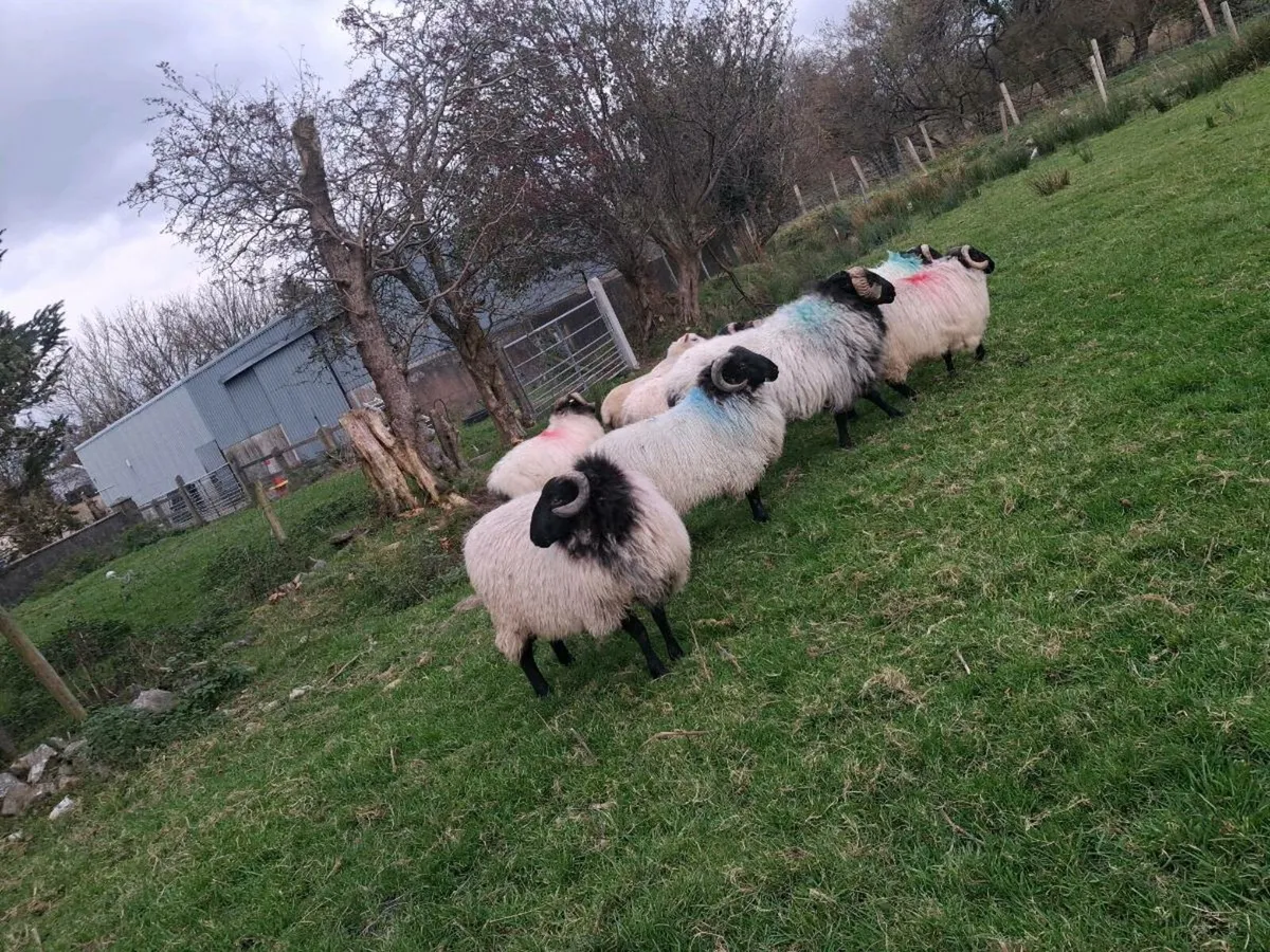 Ram lambs - Image 2