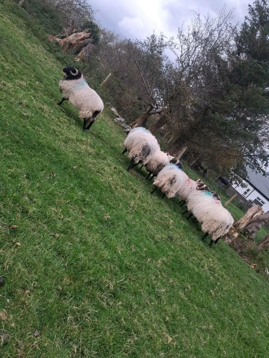 Ram lambs - Image 3