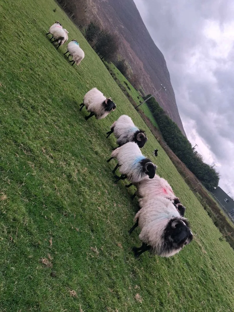 Ram lambs - Image 4