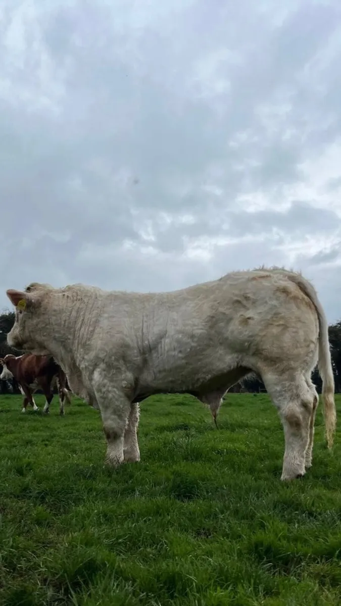 Pedigree Charolais Bull - Image 1