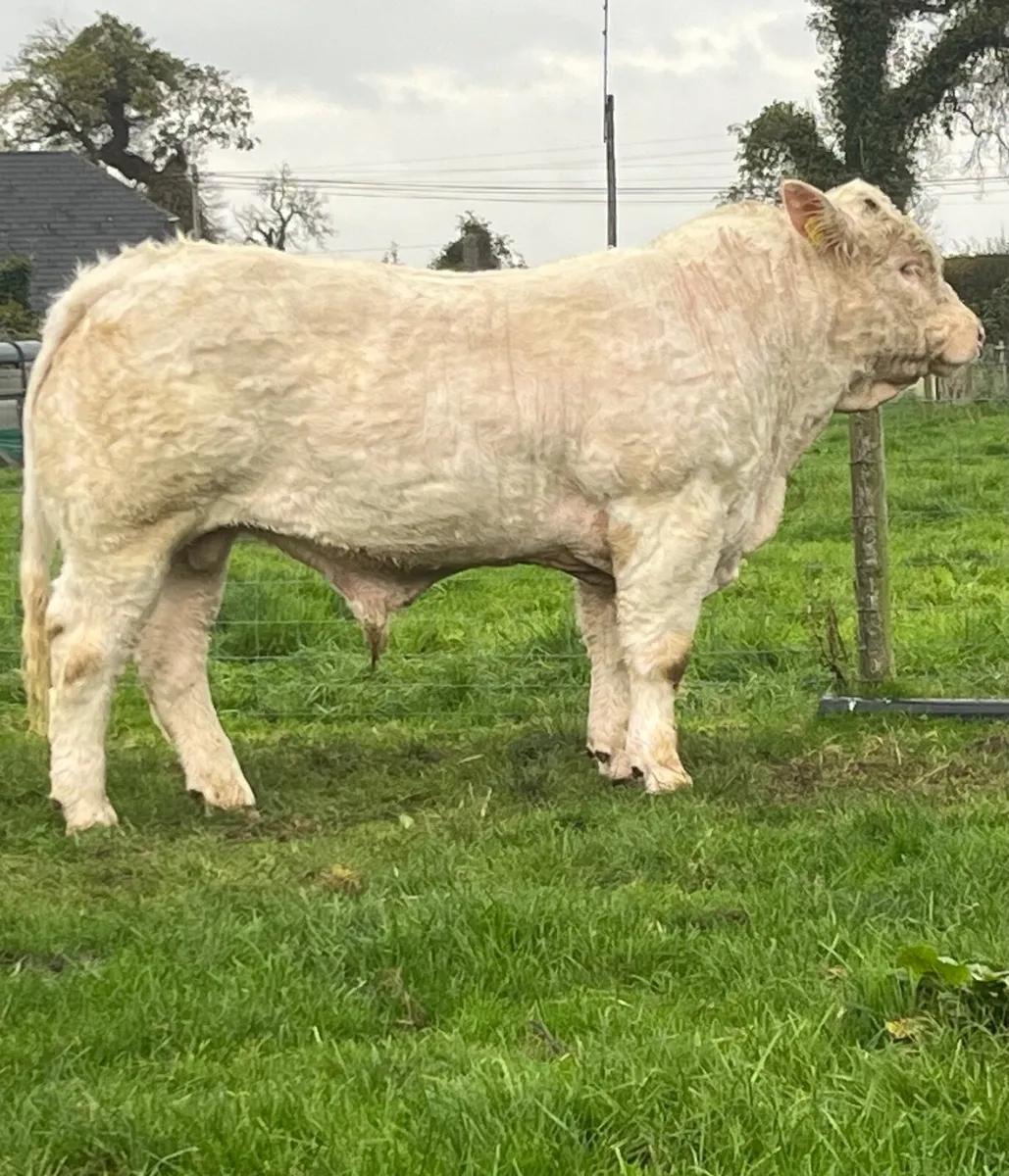 Pedigree Charolais Bull - Image 2