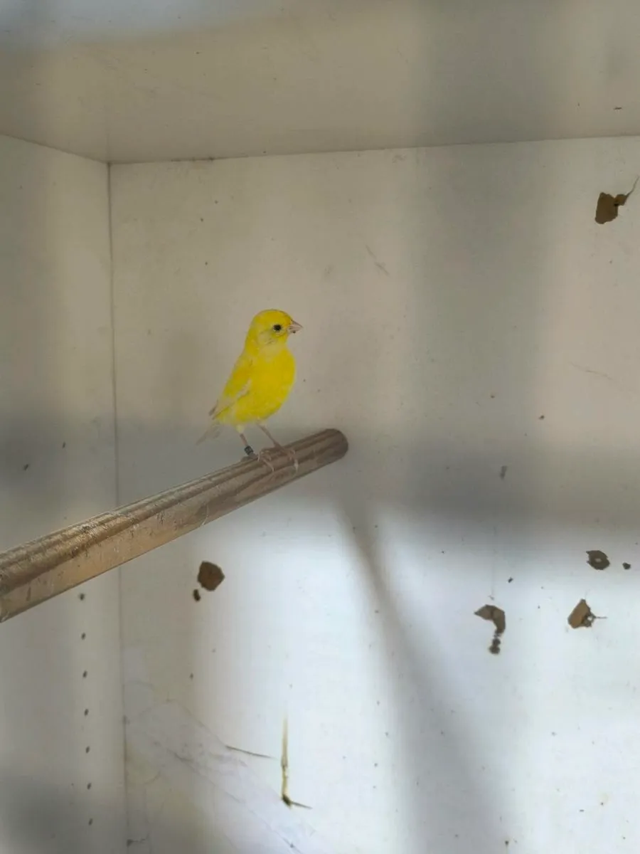 Canaries not sexed only 4 to go - Image 1