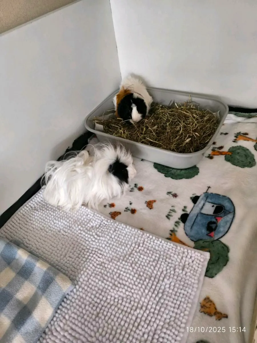 Guinea pigs with cage - Image 1