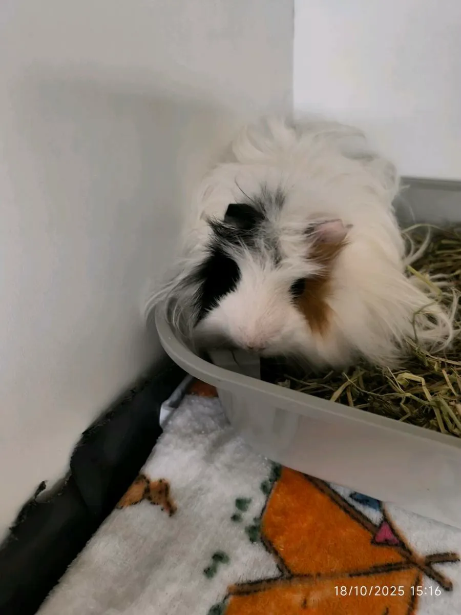 Guinea pigs with cage - Image 2