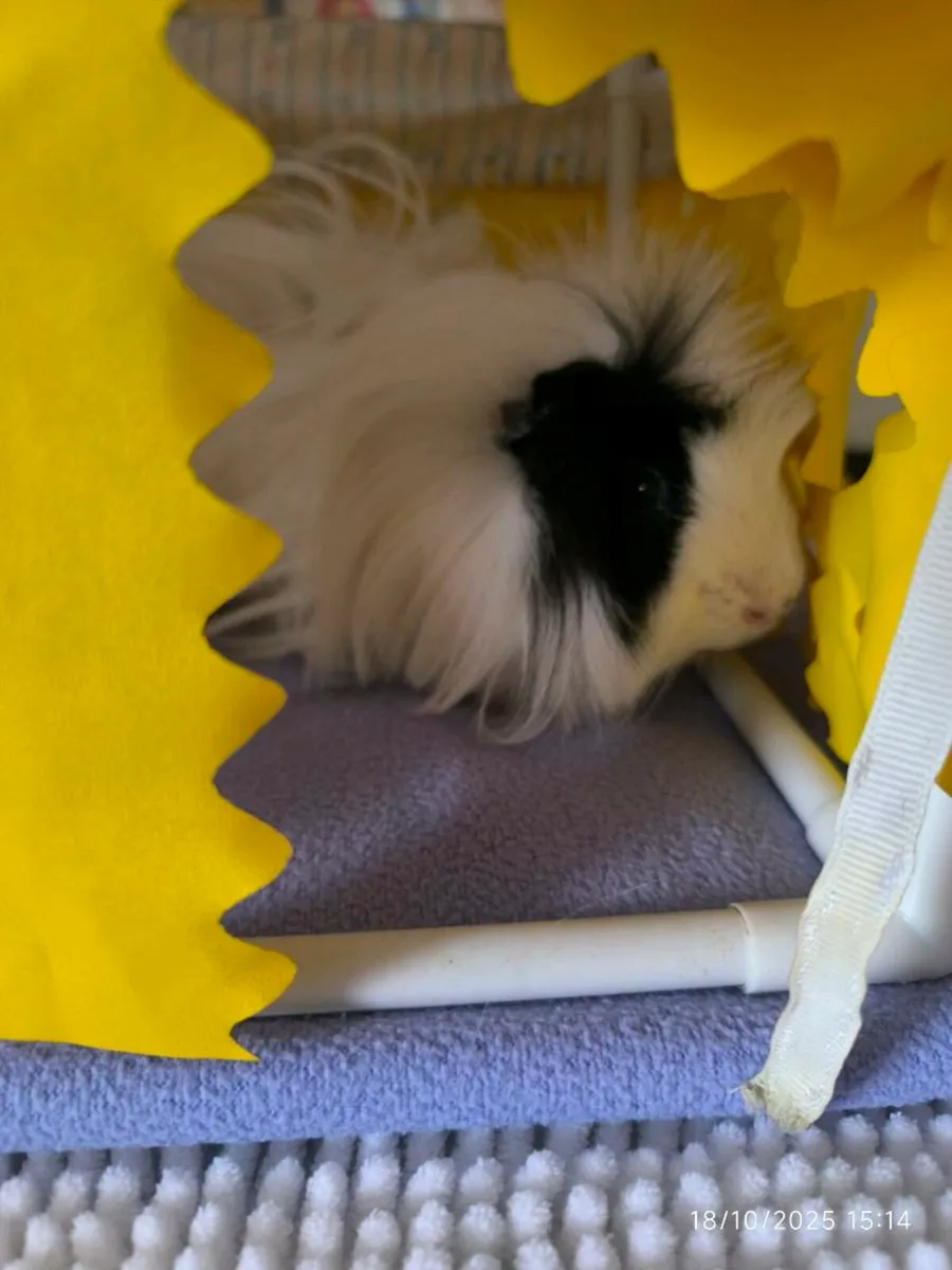 Guinea pigs with cage - Image 3