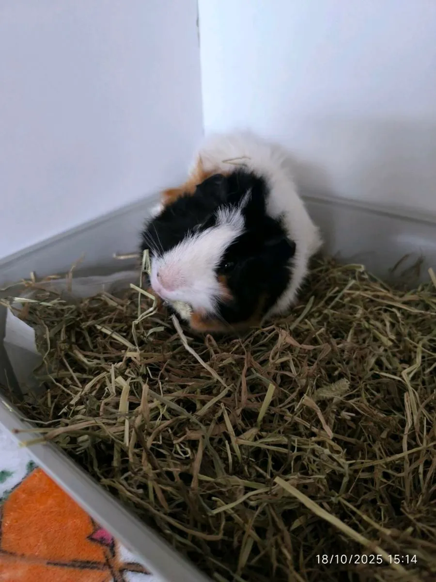 Guinea pigs with cage - Image 4
