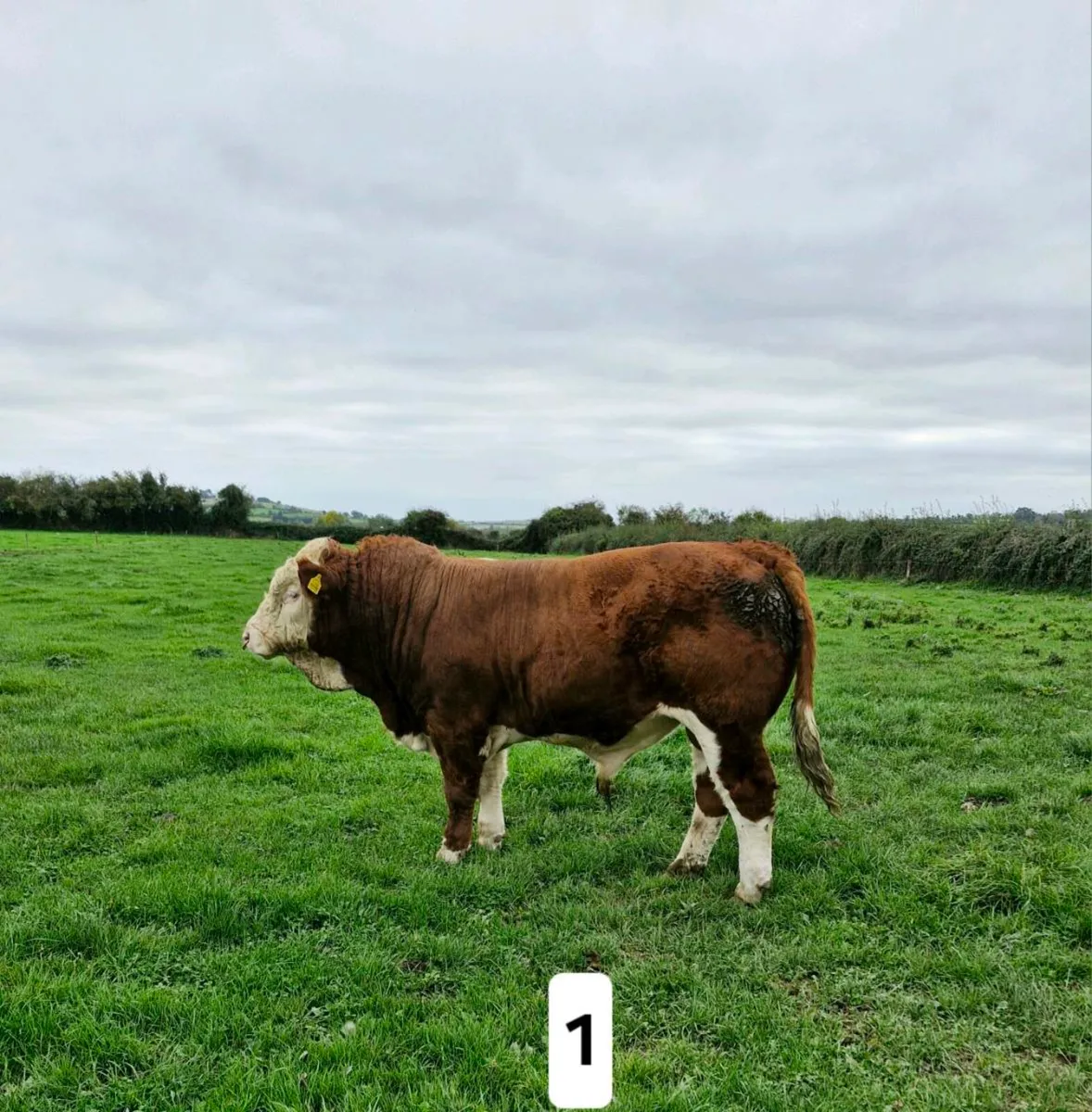 Pedigree Simmental Bulls - Image 1