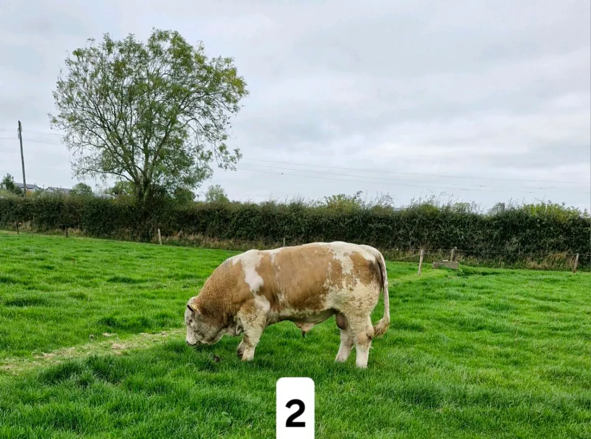 Pedigree Simmental Bulls - Image 2