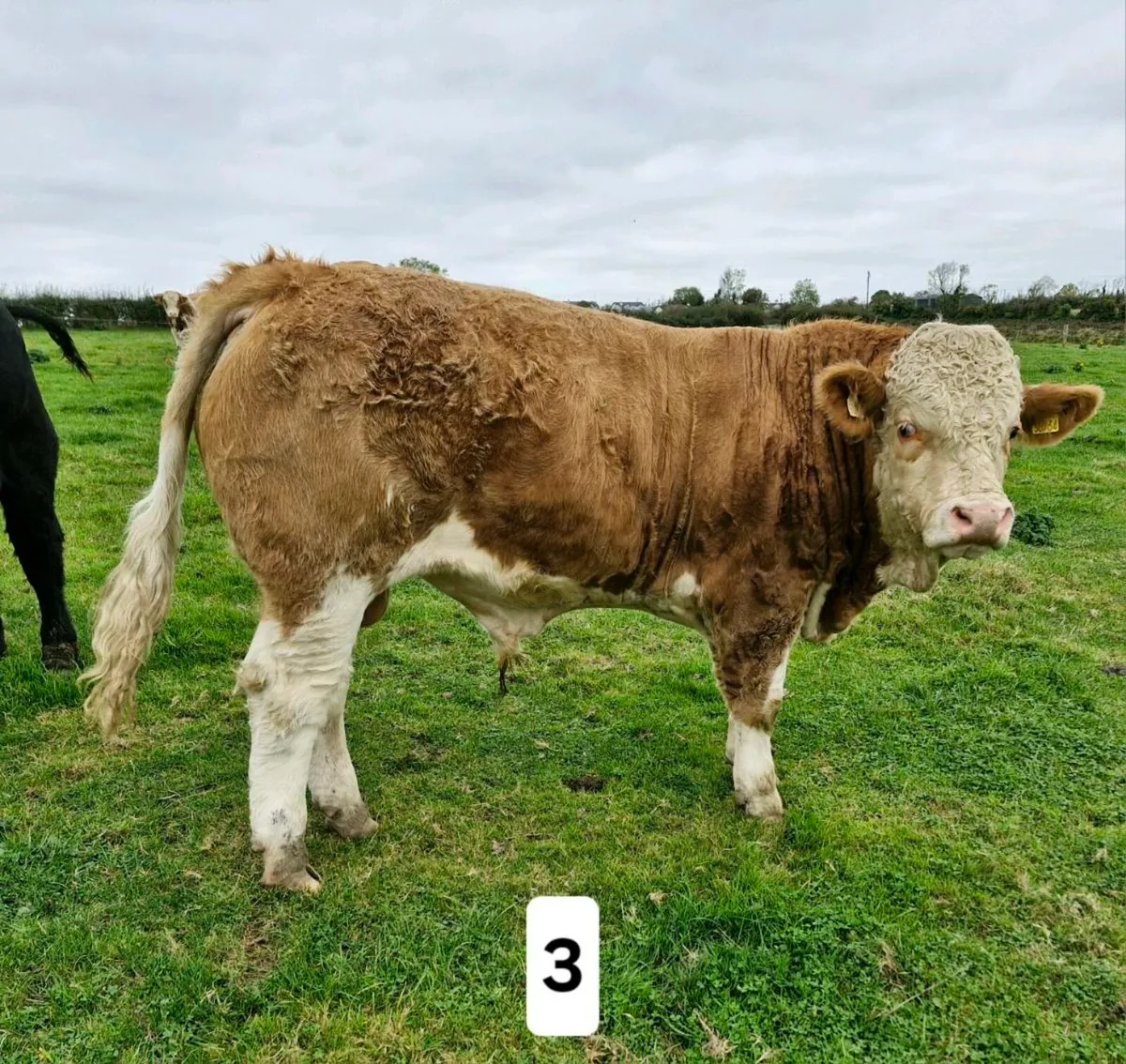 Pedigree Simmental Bulls - Image 3