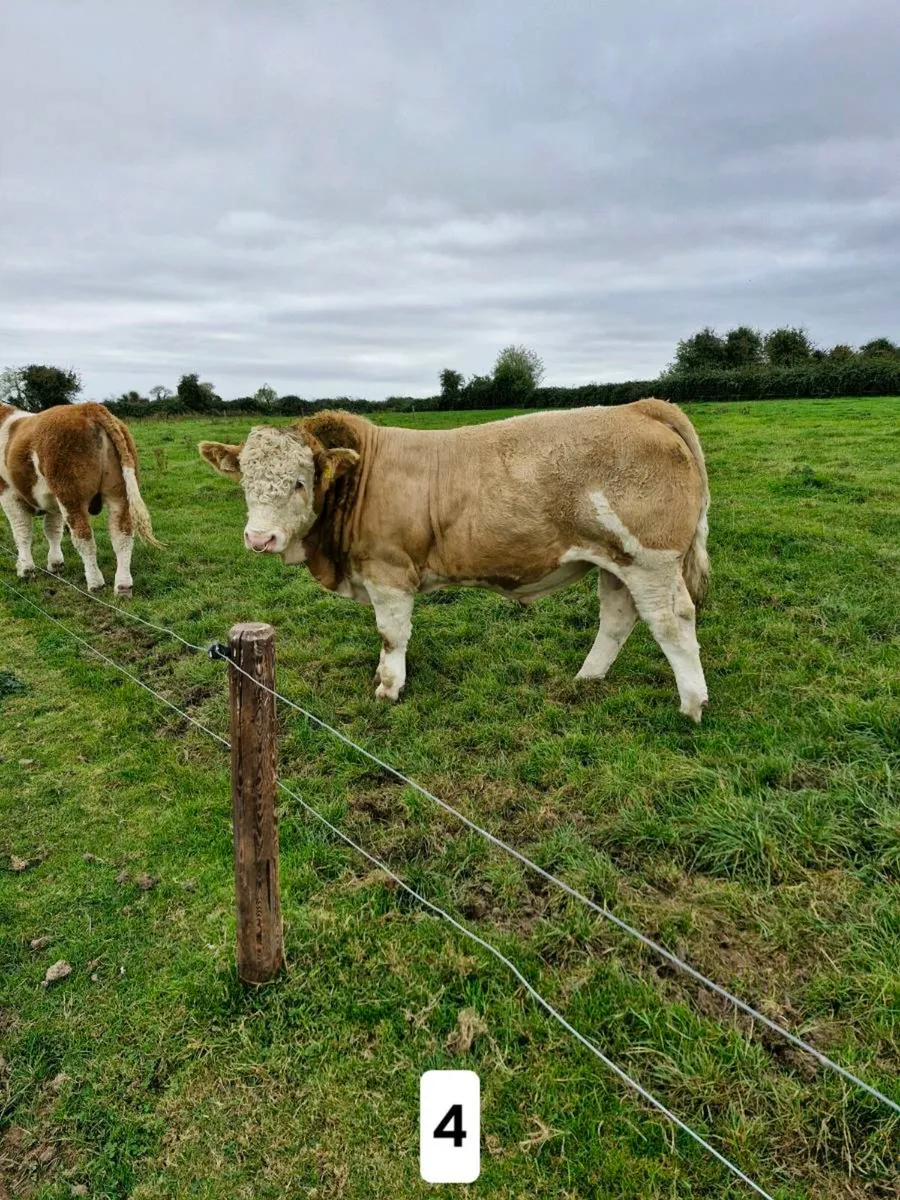 Pedigree Simmental Bulls - Image 4