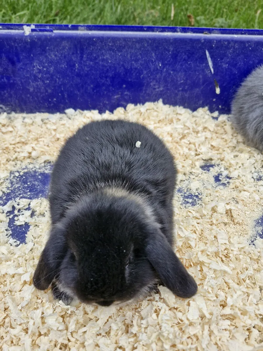 Purebred Mini Lop Rabbits - Image 4