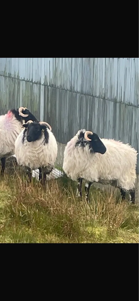Hoggets - Image 1