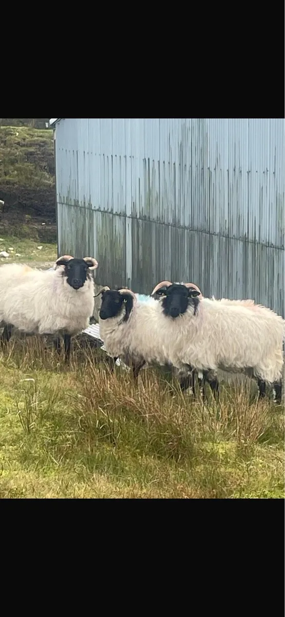 Hoggets - Image 2