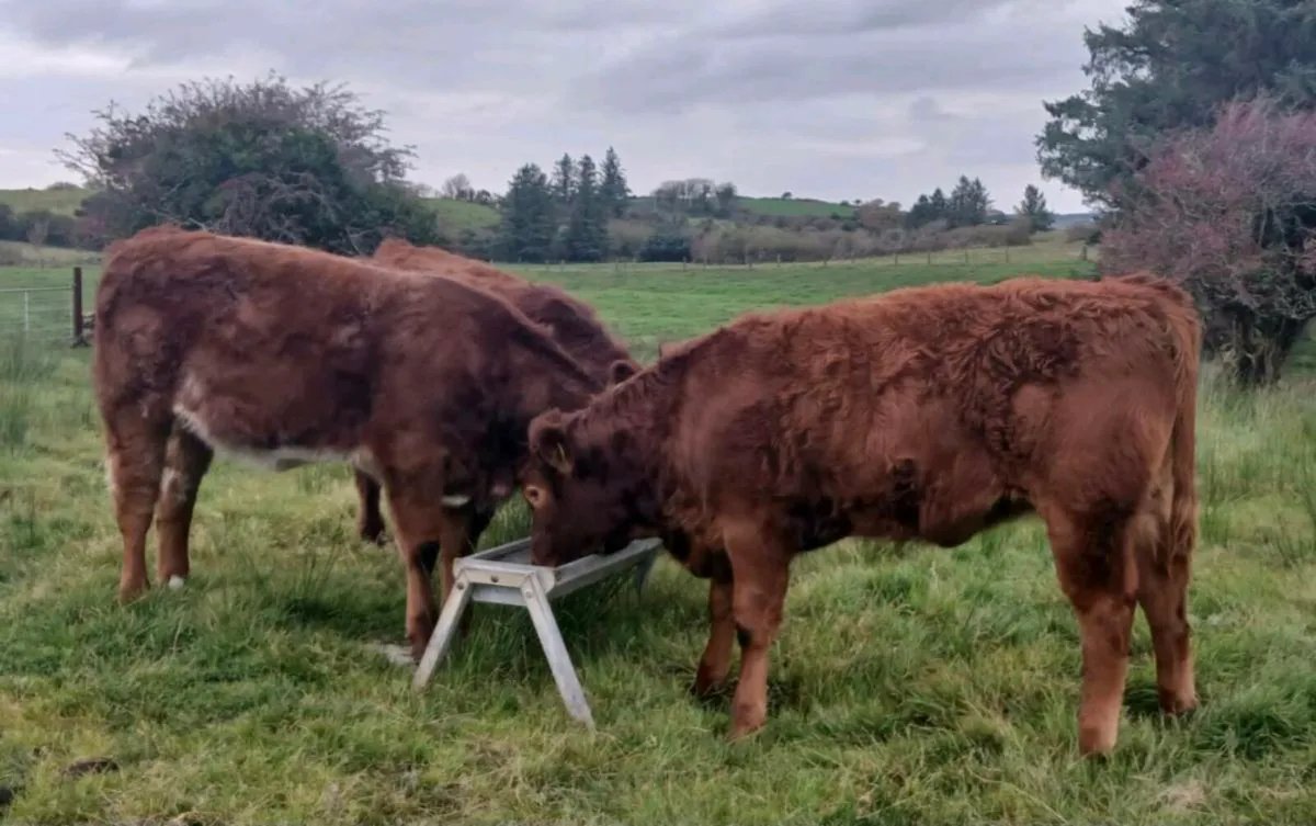 Family Farm Reared Weanlings - Ennis Mart Tuesday - Image 3