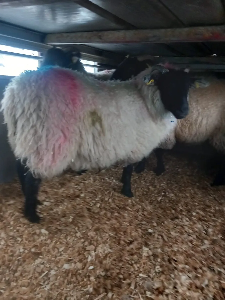 Suftex/ blacked faced ewe lambs - Image 1