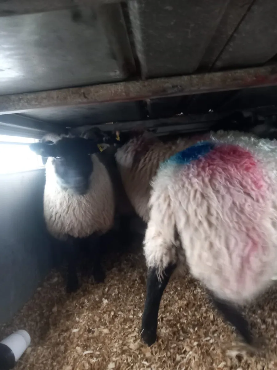 Suftex/ blacked faced ewe lambs - Image 2