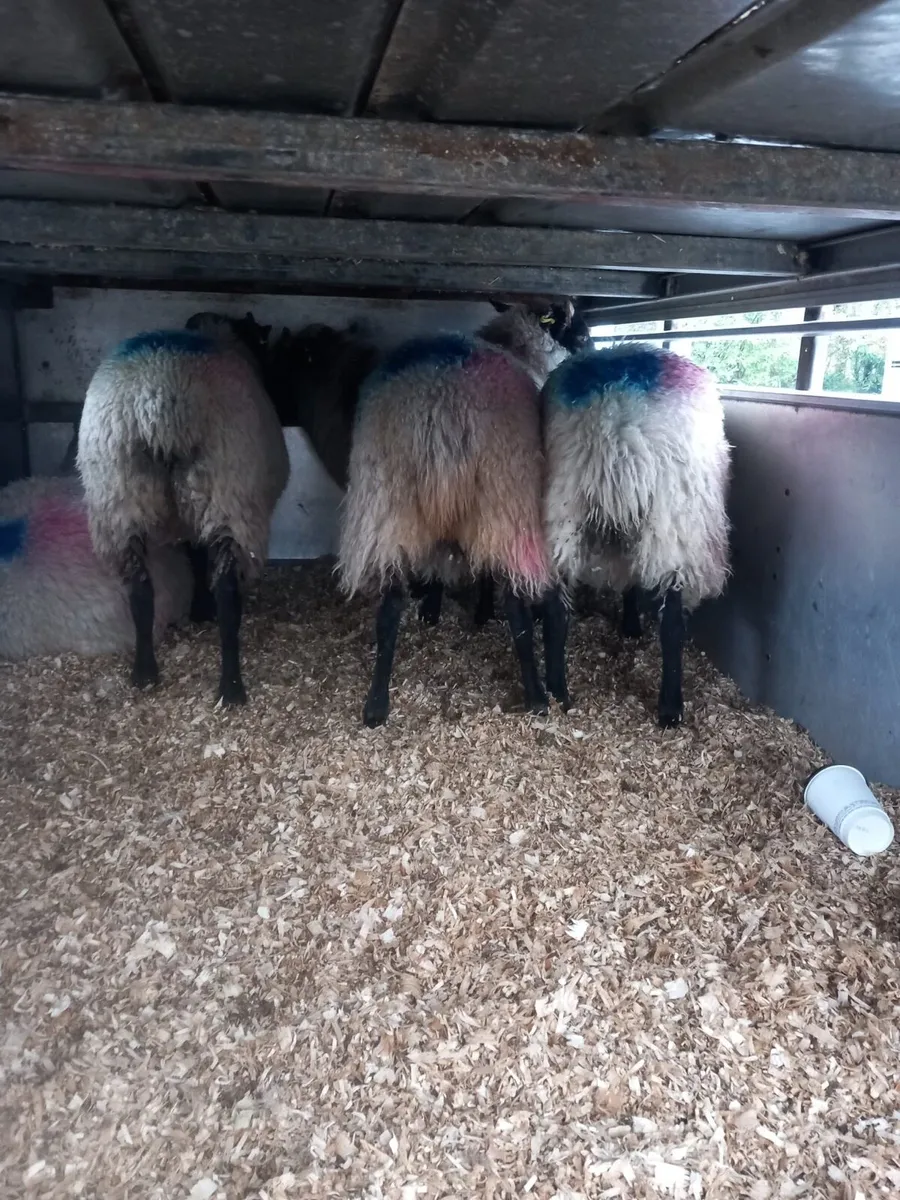 Suftex/ blacked faced ewe lambs - Image 3