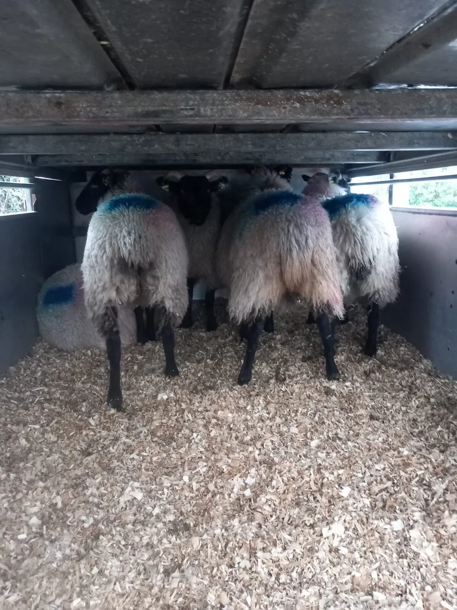Suftex/ blacked faced ewe lambs - Image 4