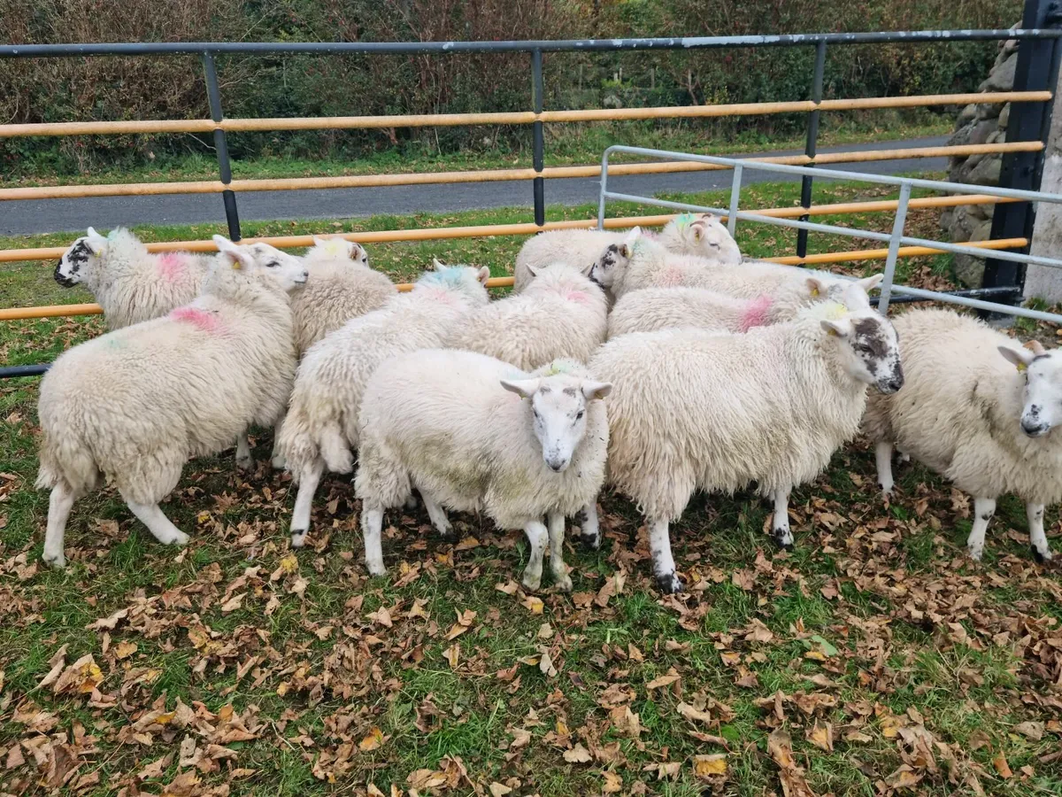 11 Cheviot Ewe Lambs - Image 1