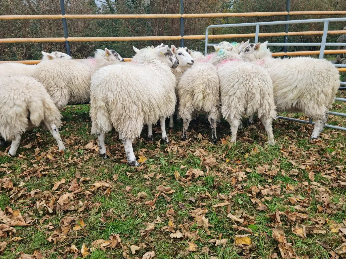 11 Cheviot Ewe Lambs - Image 2