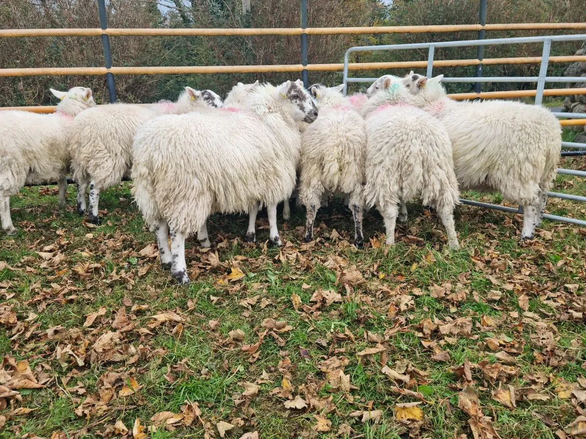 11 Cheviot Ewe Lambs - Image 3