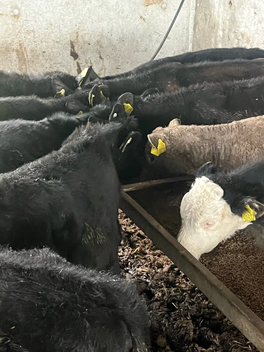9 HEIFERS - Image 1