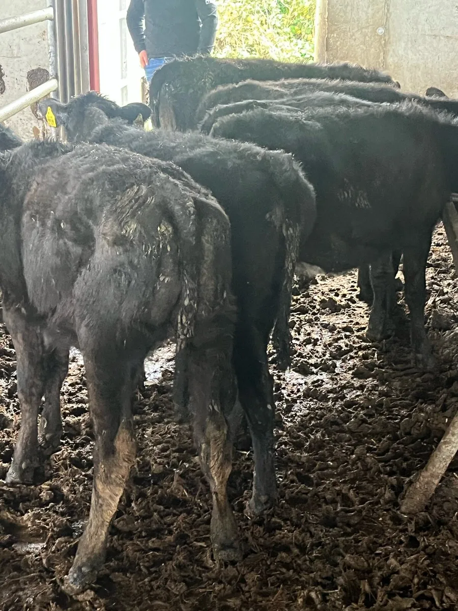 9 HEIFERS - Image 2