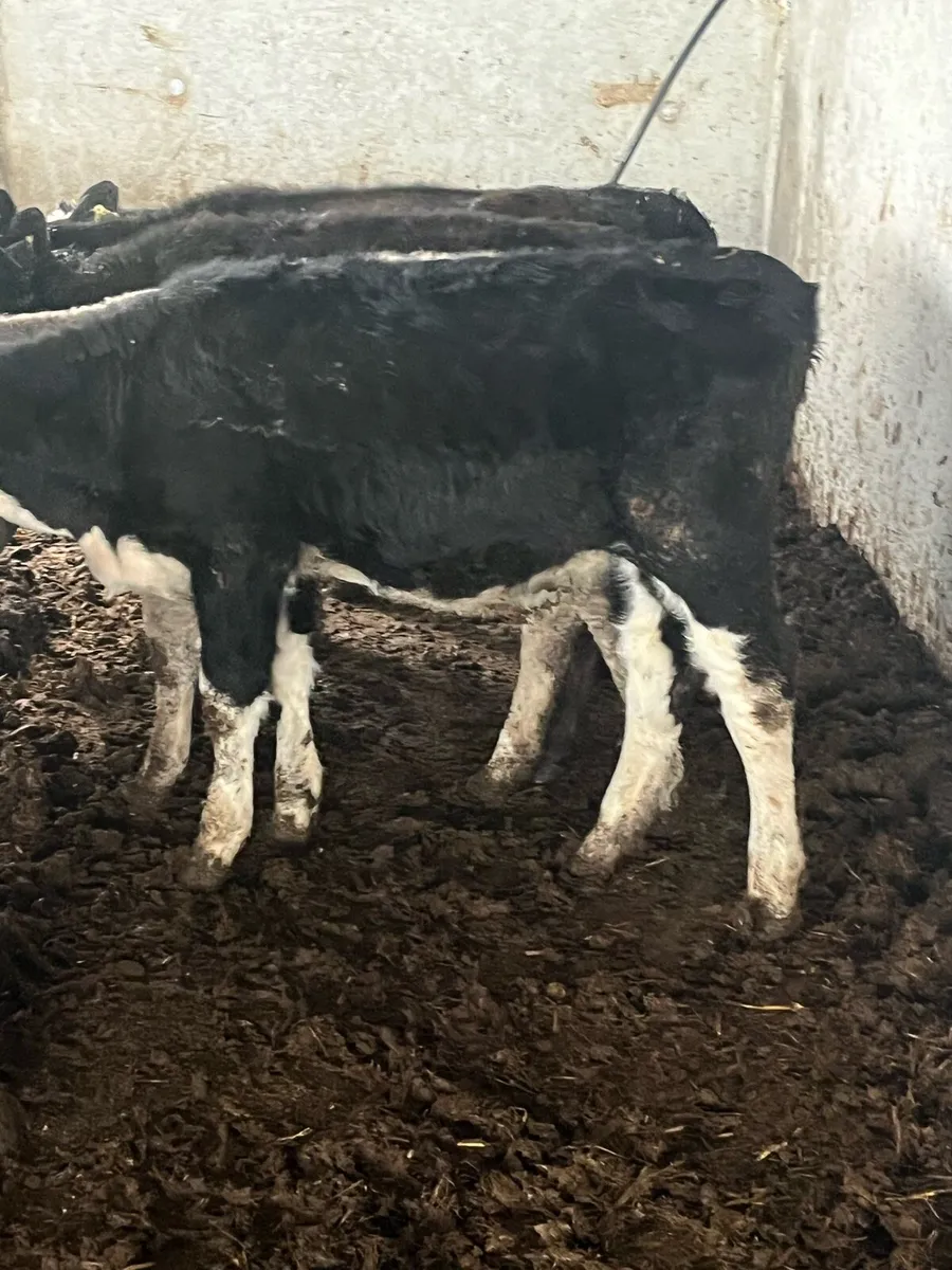 9 HEIFERS - Image 3