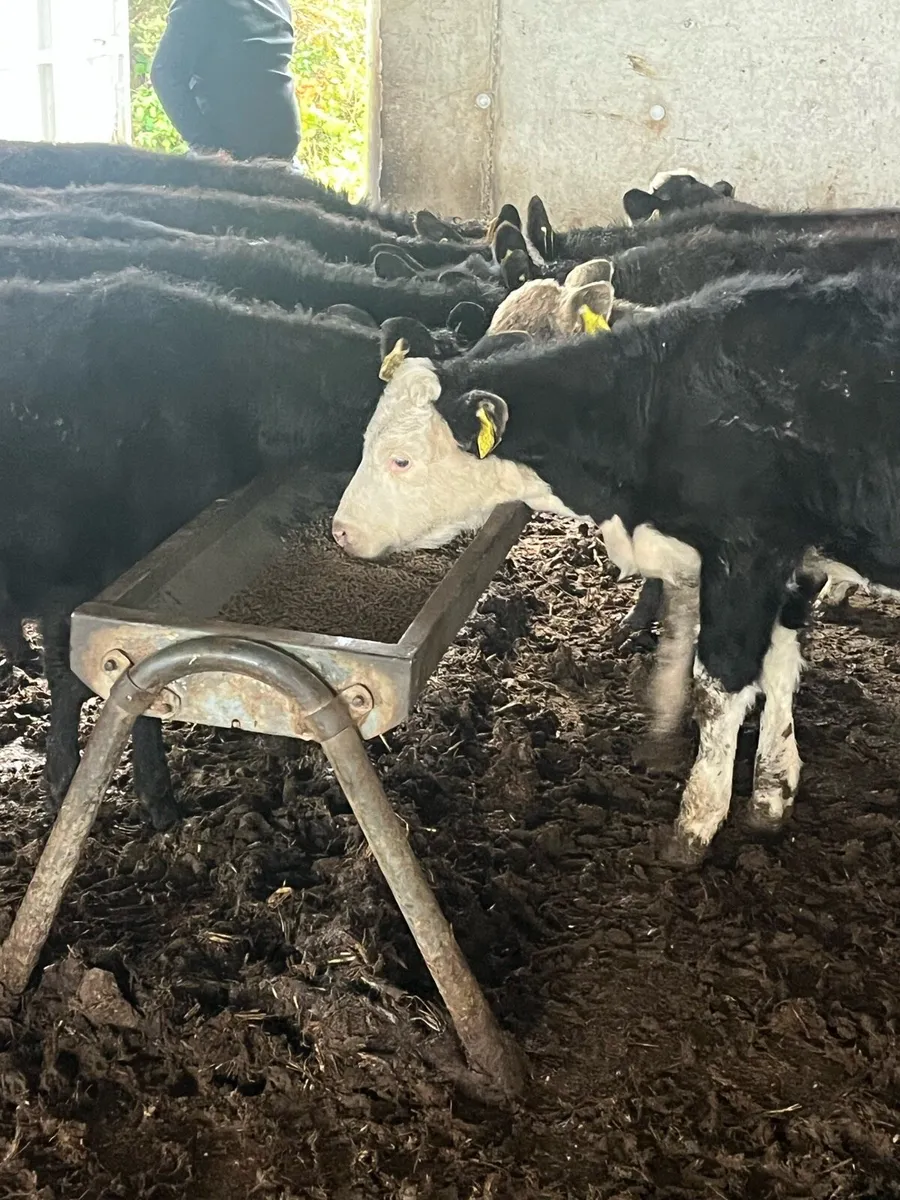 9 HEIFERS - Image 4