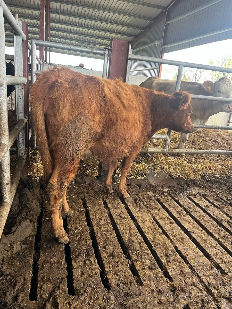 INCALF HEIFER - Image 1
