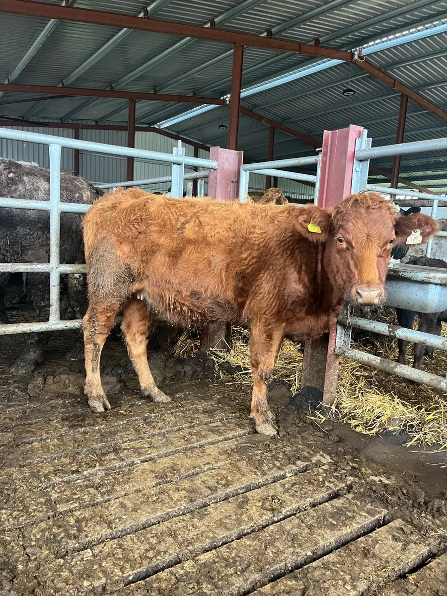 INCALF HEIFER - Image 2
