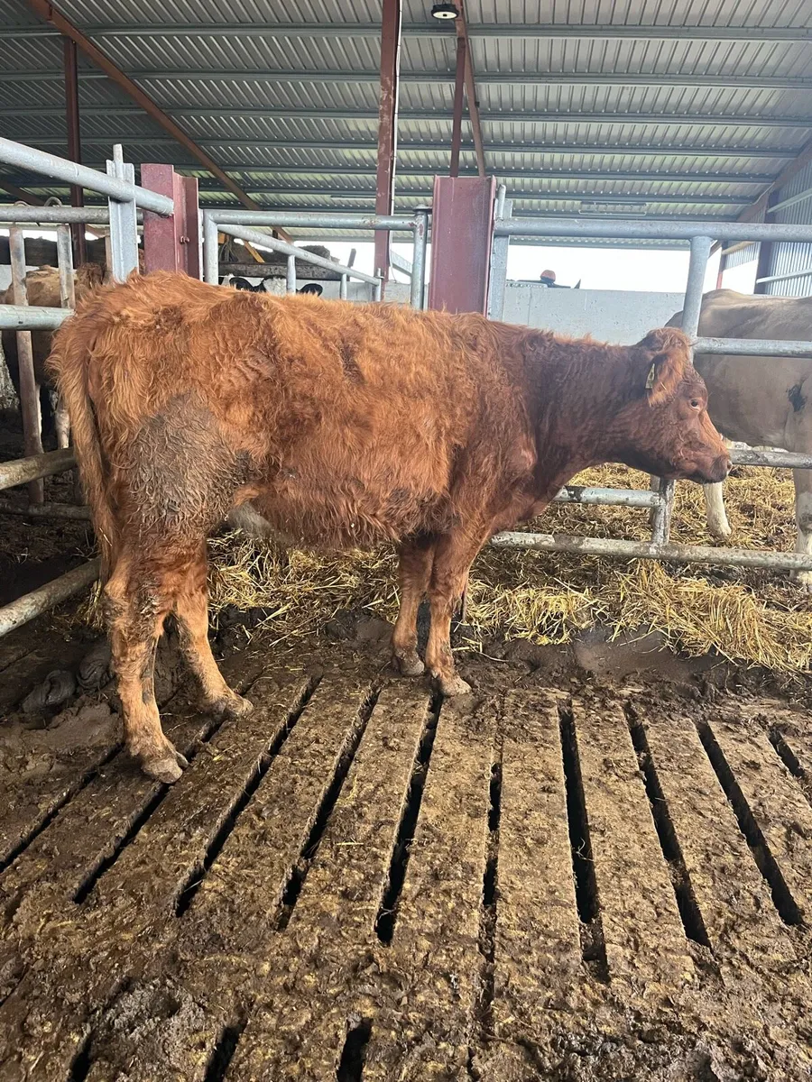 INCALF HEIFER - Image 3