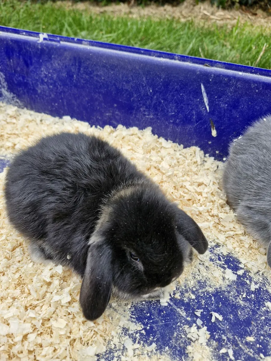 Purebred Mini Lop Rabbits - Image 3
