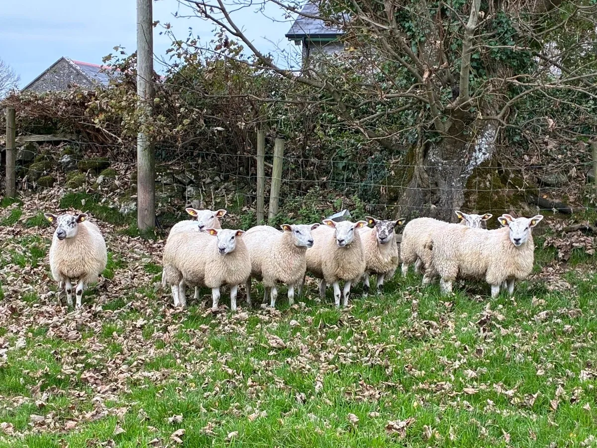 Quality Texel Wether Lambs - Image 1