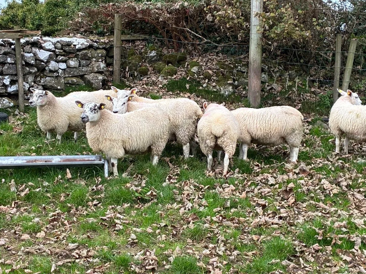 Quality Texel Wether Lambs - Image 3
