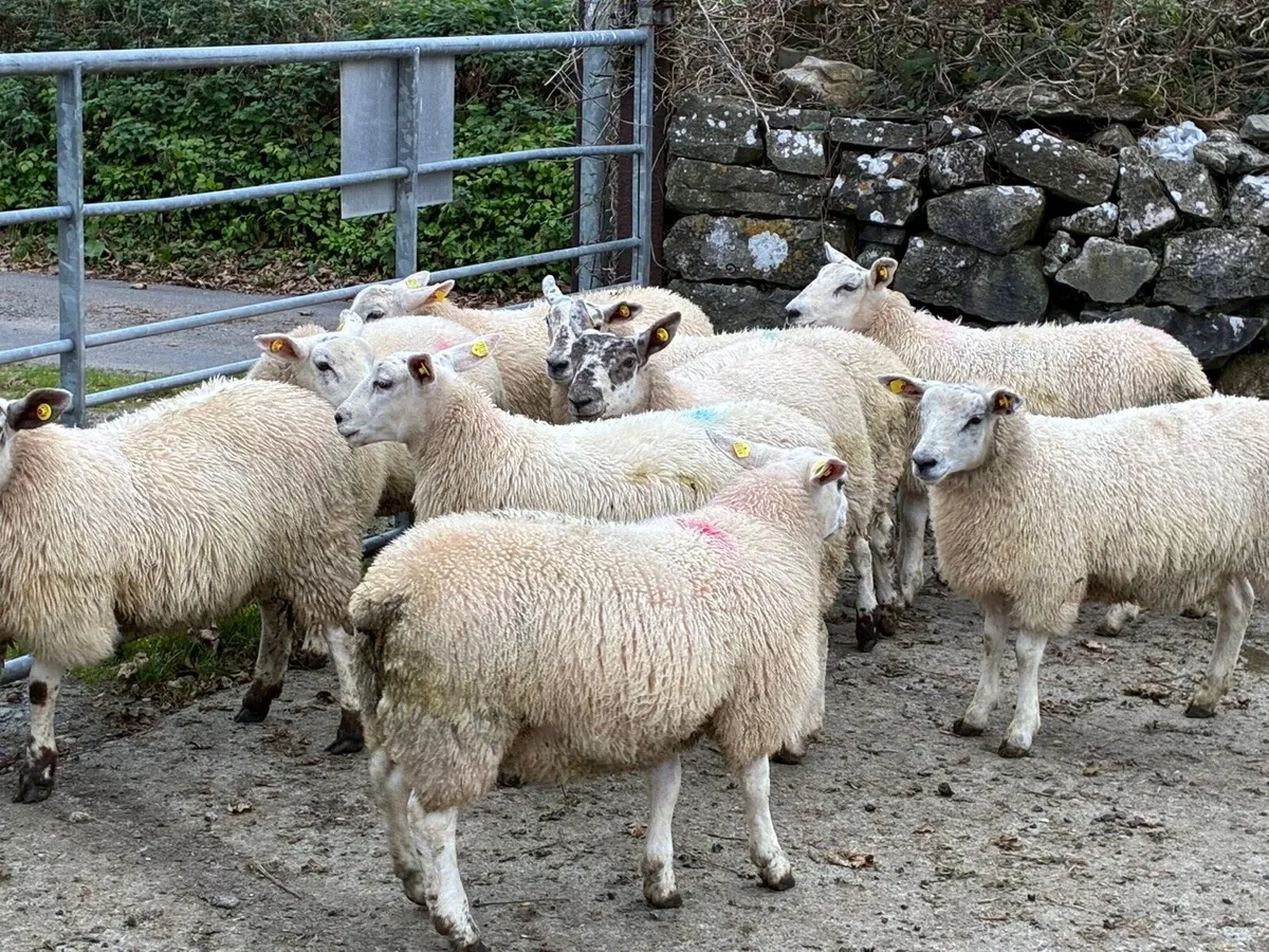 Quality Texel Wether Lambs - Image 4