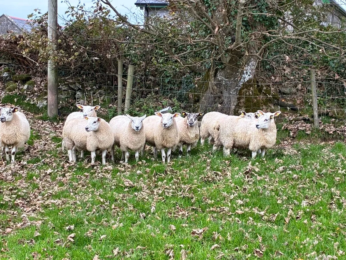 Quality Texel Wether Lambs - Image 2