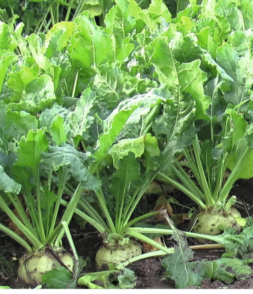 Washed Beet for sale - Image 1