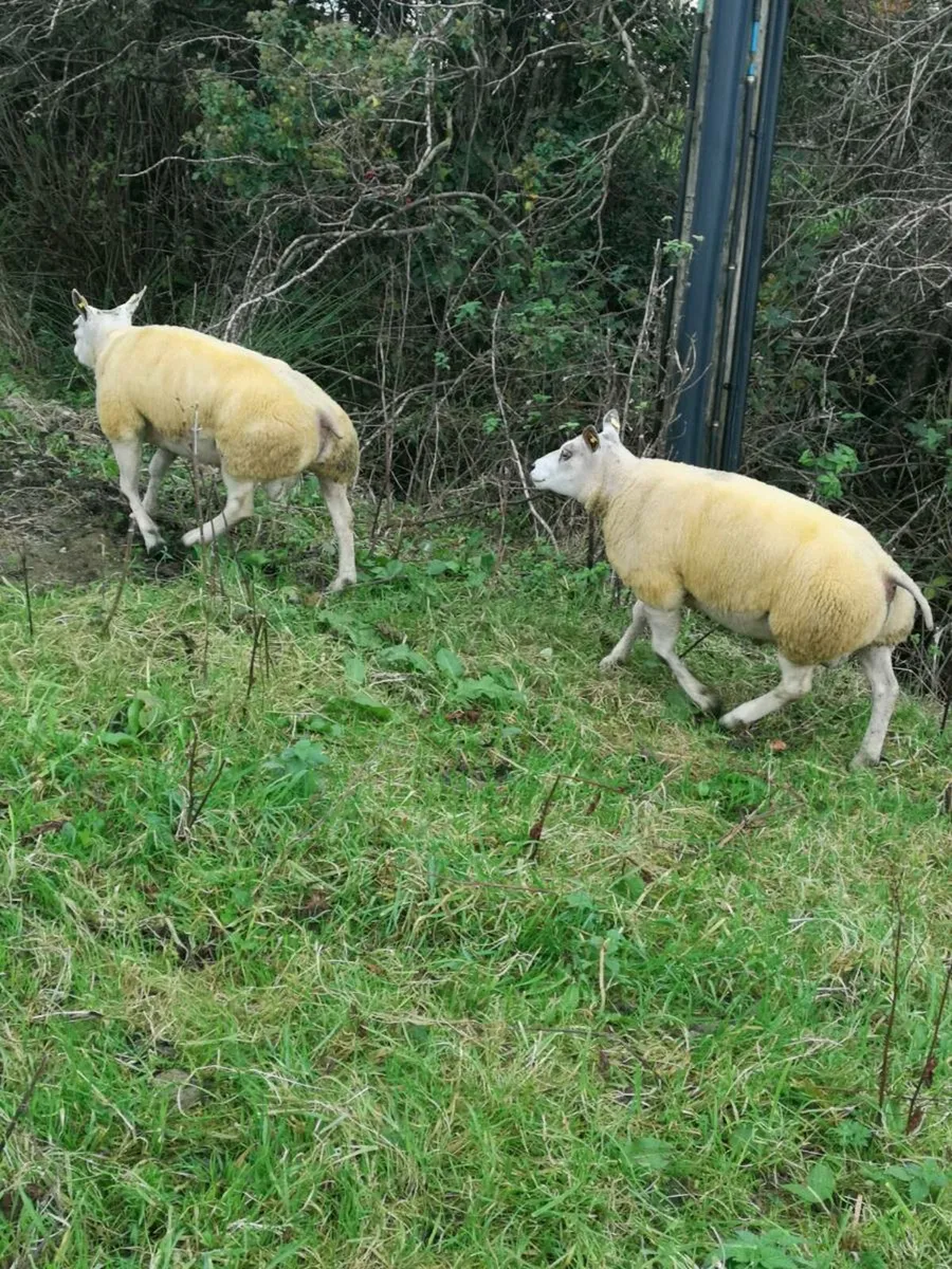 Beltex Ram - Image 1