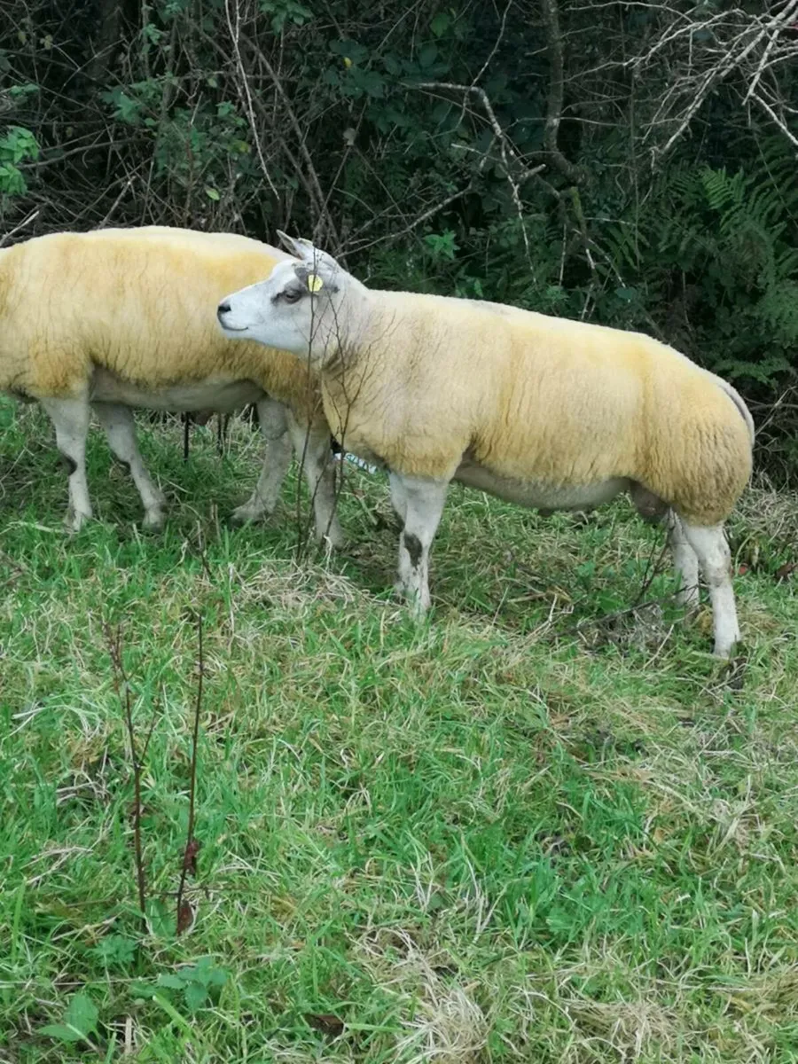 Beltex Ram - Image 2