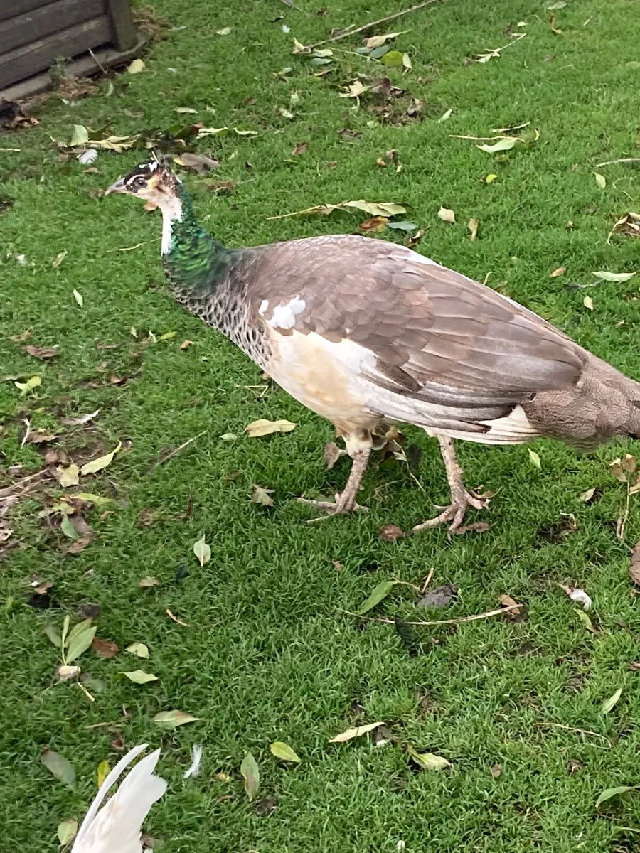 Pied Pea Hen - Image 1