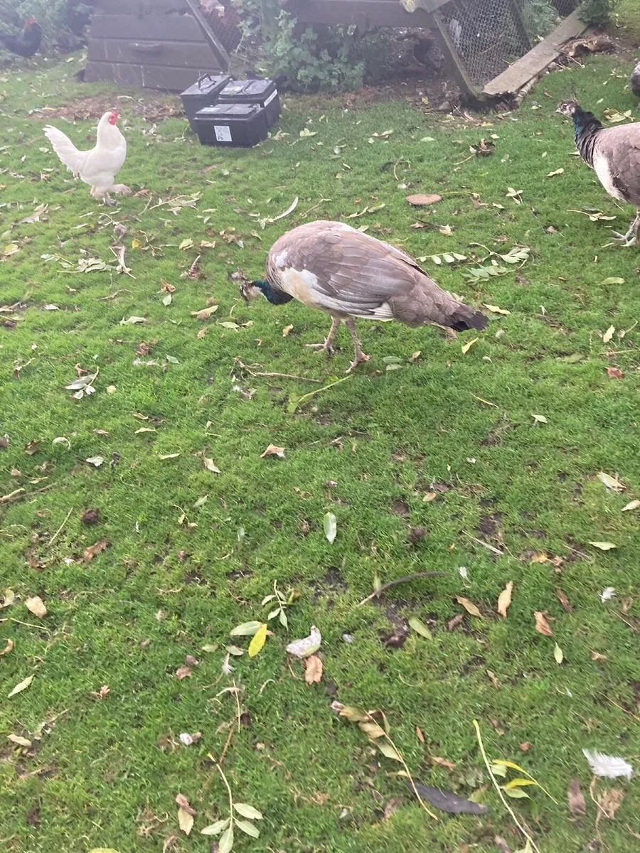 Pied Pea Hen - Image 2