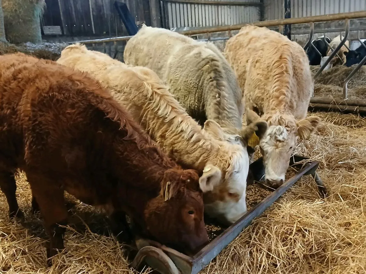 4 Lovely Heifer Weanlings - Image 1