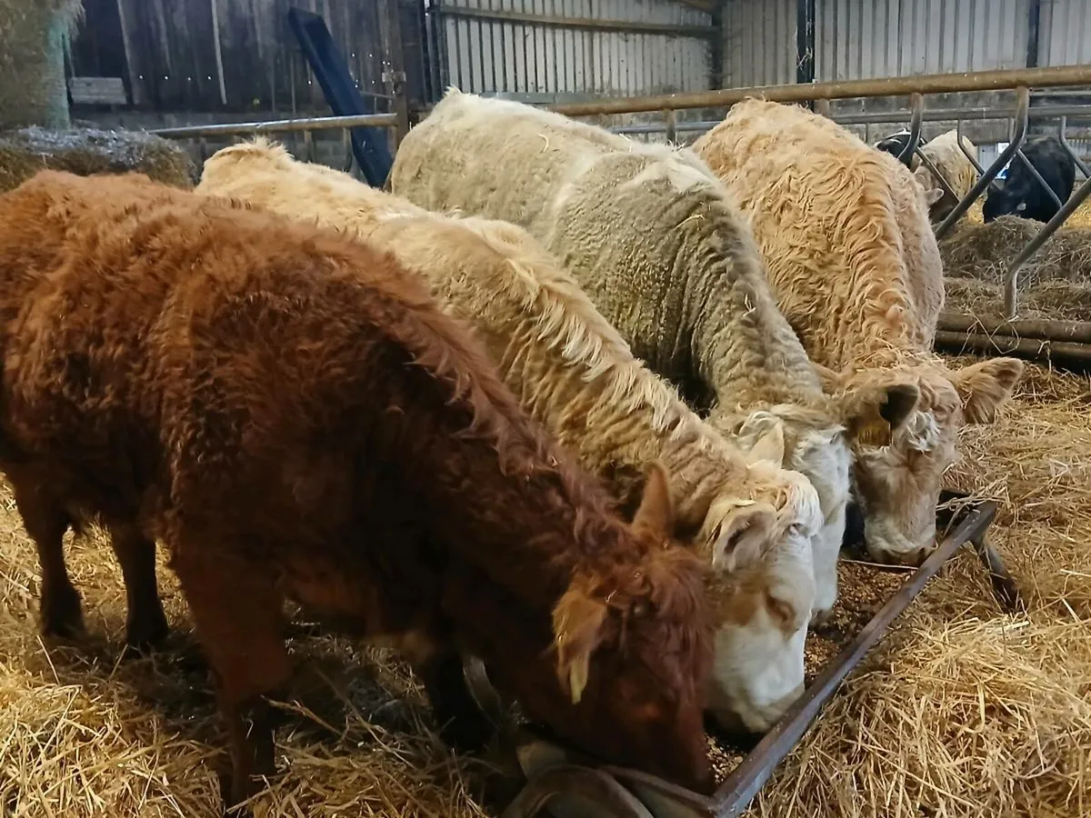 4 Lovely Heifer Weanlings - Image 4