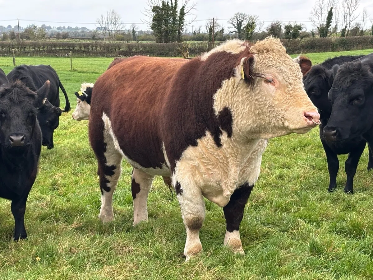 Quality Hereford Bull    5⭐️ - Image 1