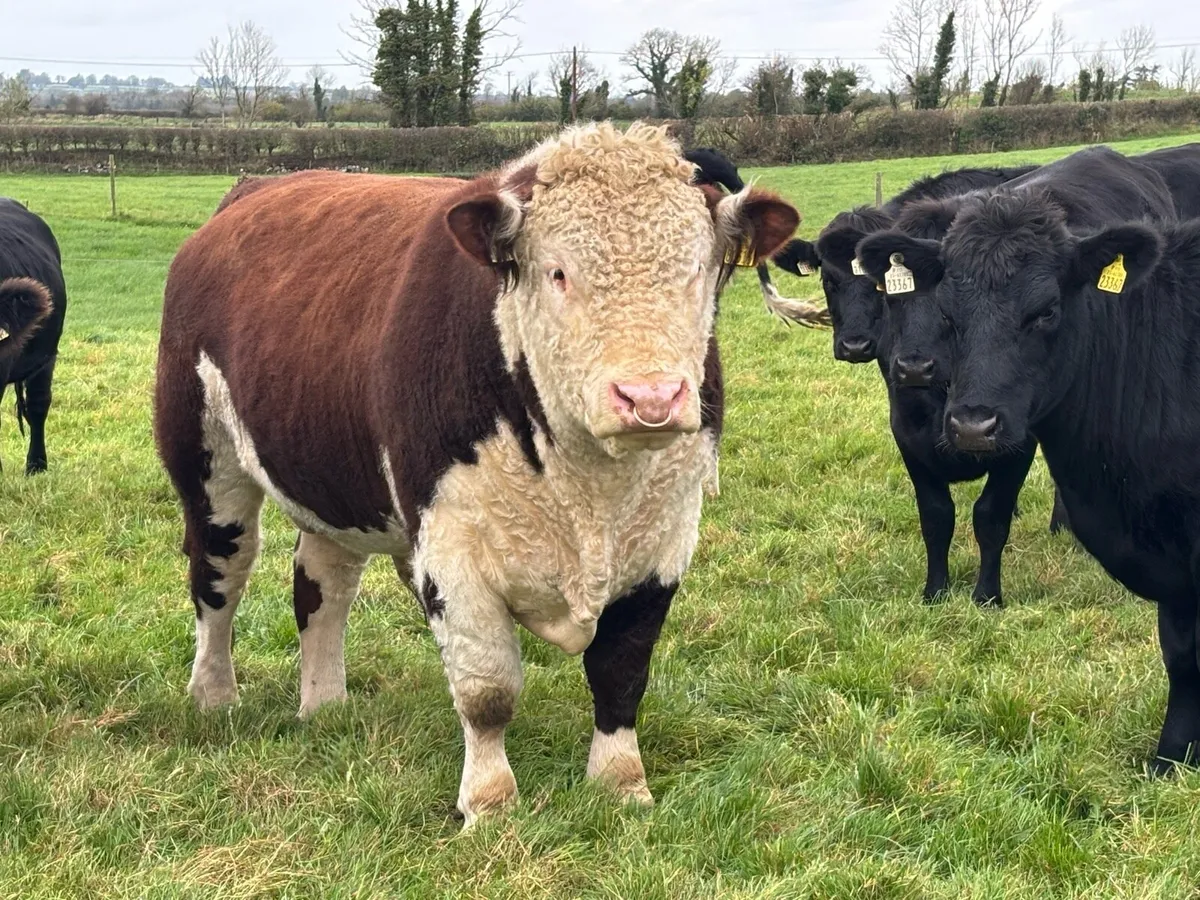 Quality Hereford Bull    5⭐️ - Image 2